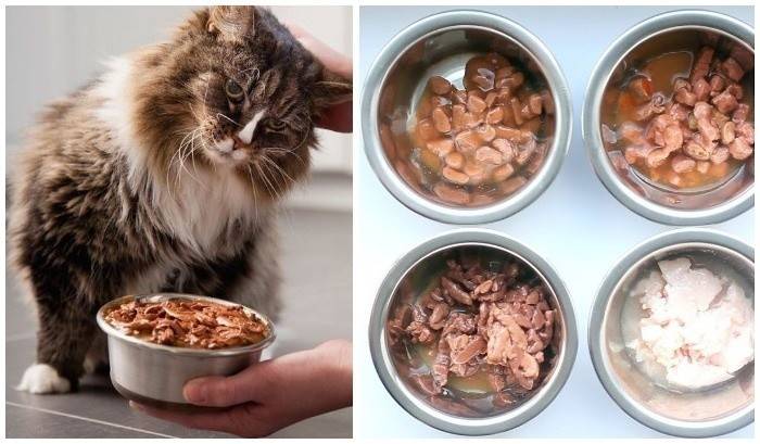 Питание кошек: натуральное, смешанное и готовые корма — обсуждение в группе "кошки" | птичка.ру