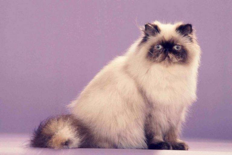 Гималайская кошка – смесь персов и сиамов
