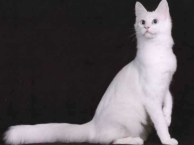 Ангорская кошка: аристократка с характером