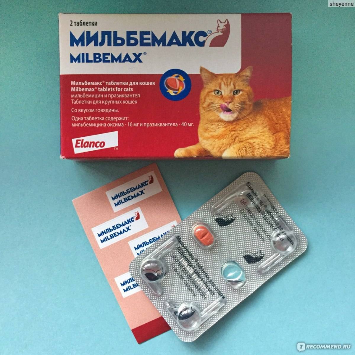 Как выбрать препарат от глистов для кошки