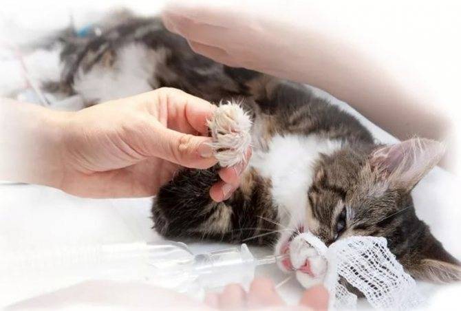 Лимфома у кошек - симптомы и лечение опухолей у кошек в москве. ветеринарная клиника "зоостатус"