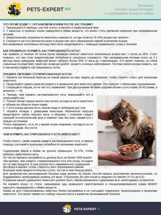 Кошка не ест после стерилизации: основные причины голодания