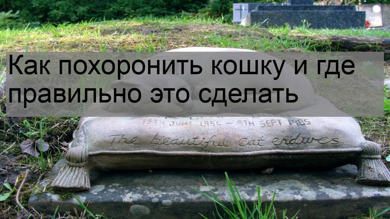 ᐉ можно ли хоронить животных на дачном участке — где похоронить кота в спб - zoo-mamontenok.ru