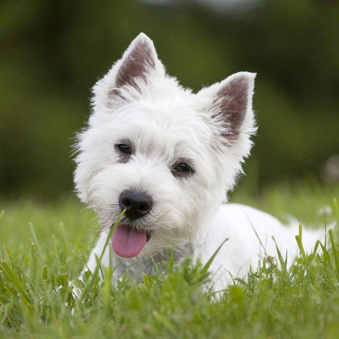 Собака вест хайленд уайт терьер: описание породы и характер вестхайлендского белого терьера