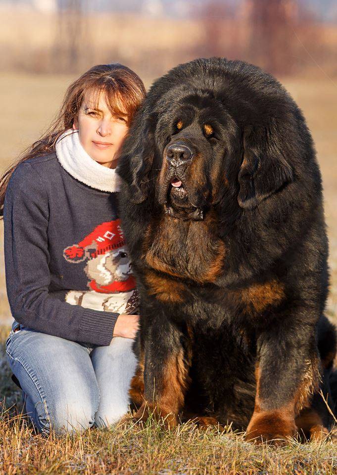 Тибетский мастиф щенок фото с человеком