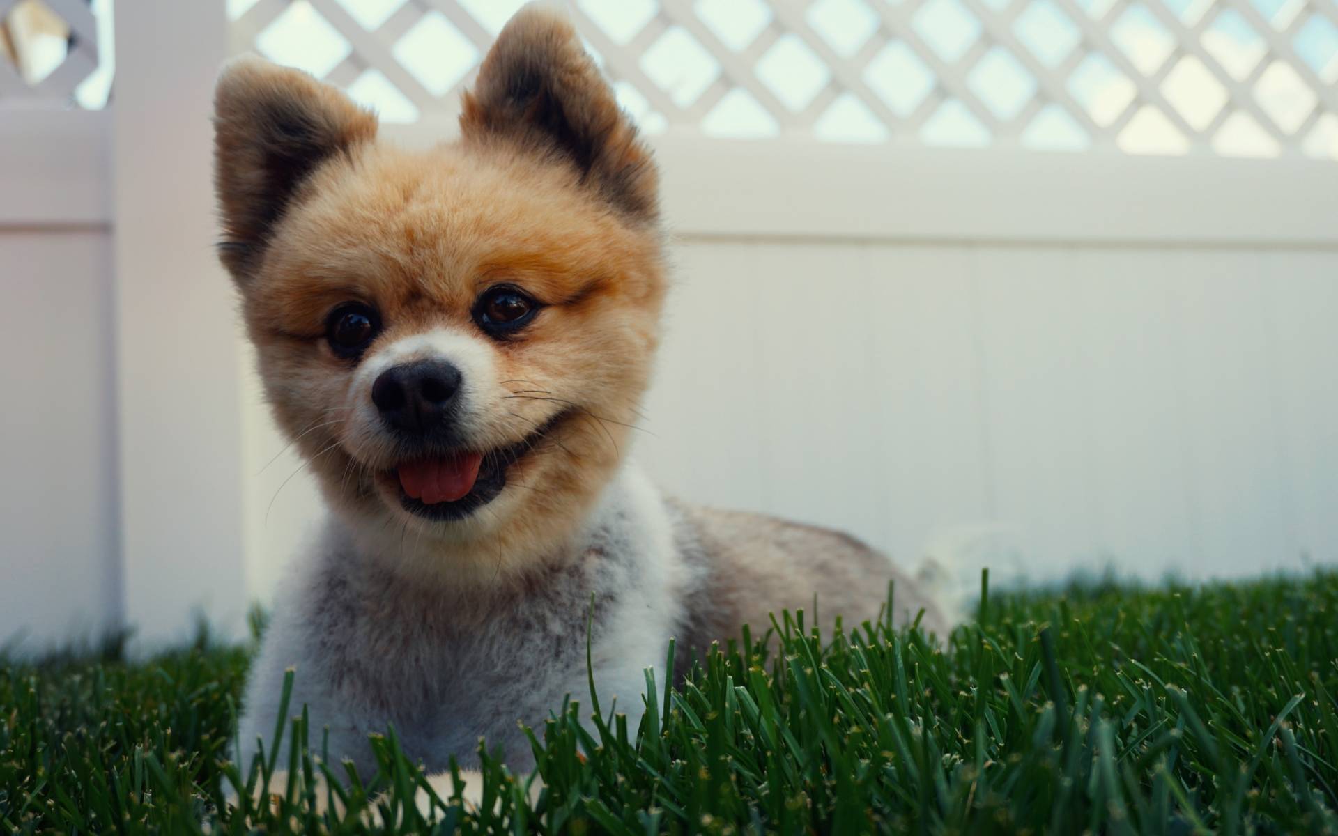 Самые милые породы собак их фото и описание | milota.online
