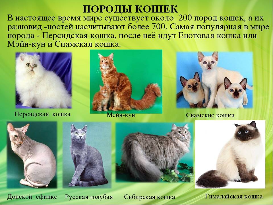 Редкие породы кошек, названия, фото и информация о них