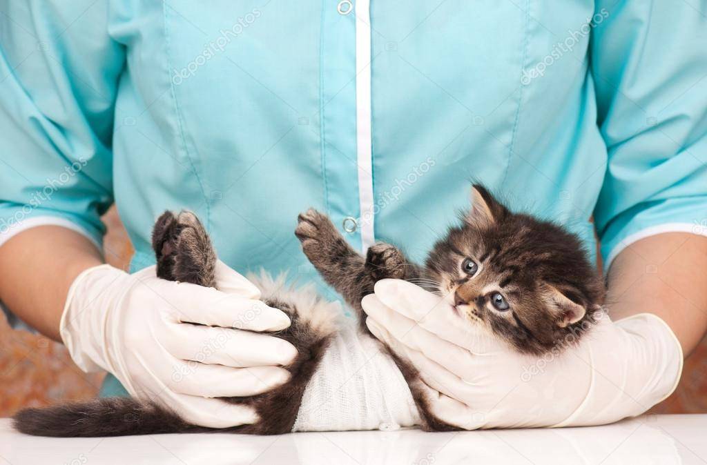 Новорожденные котята - уход и содержание, помощь кошке при родах