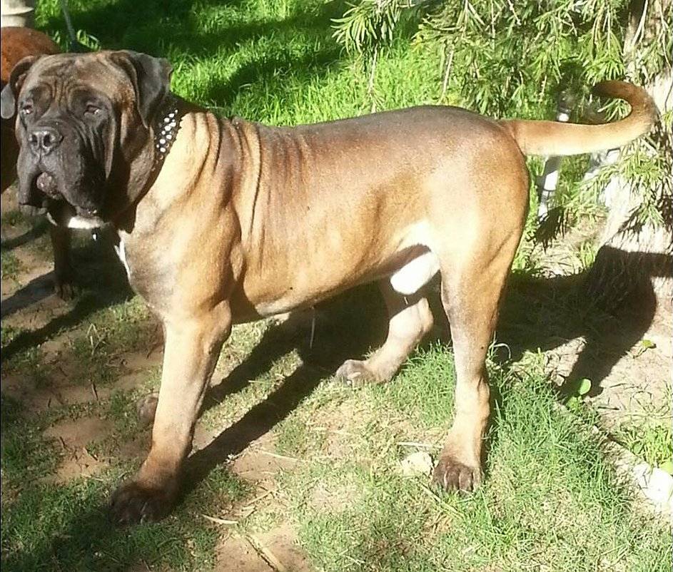 Бурбуль (южноафриканский мастиф) - описание породы и характер собаки