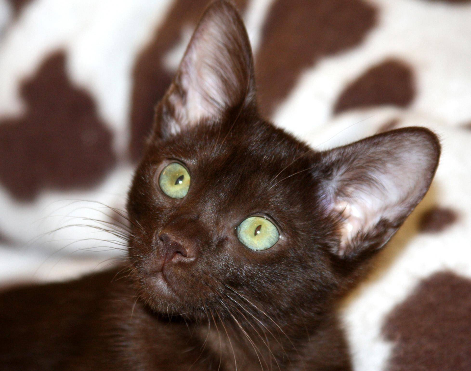 Гавана браун: описание породы кошек с фото