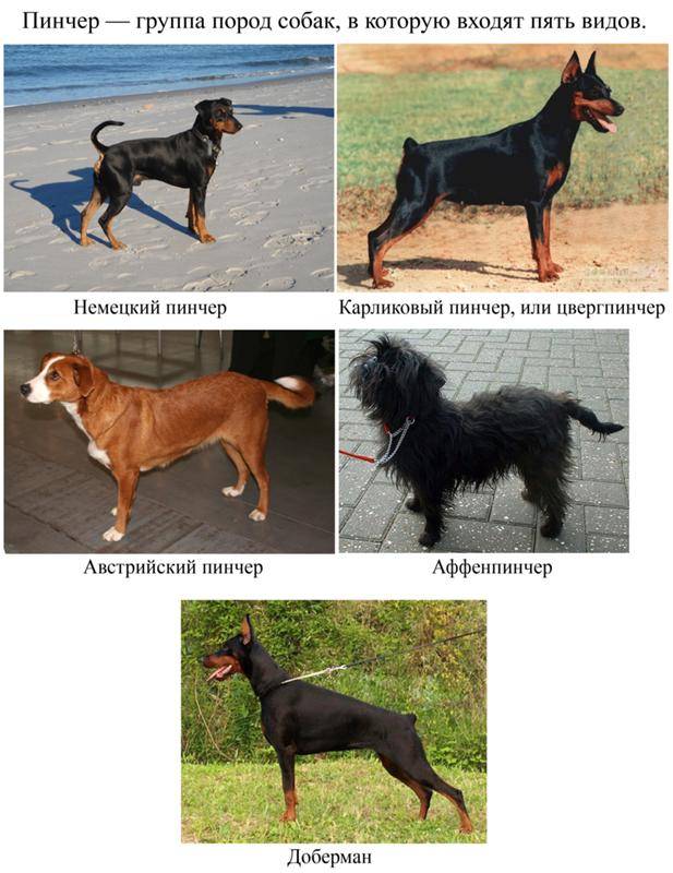 Немецкий пинчер: описание породы собак с фото и видео