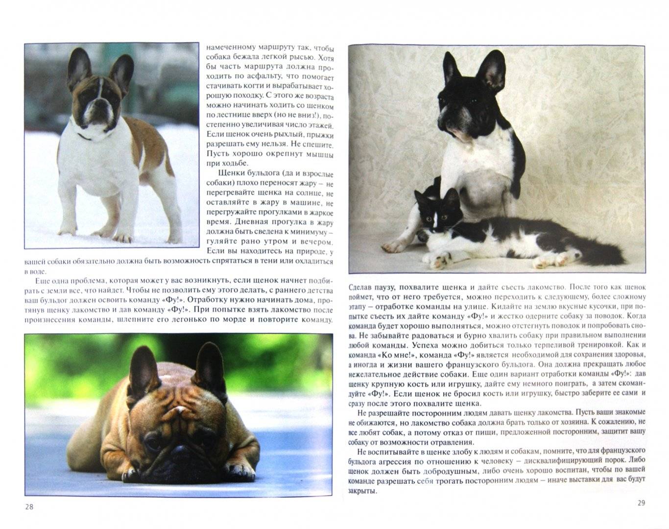 Французский бульдог: описание, характер породы, цена и фото щенков