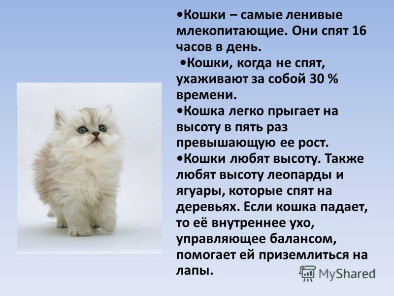 Особенности содержания лысых кошек | блог ветклиники "беланта"