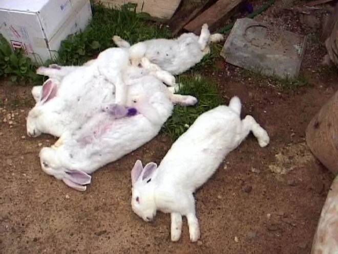 Внезапная смерть кролика и ее причины - наши лапки