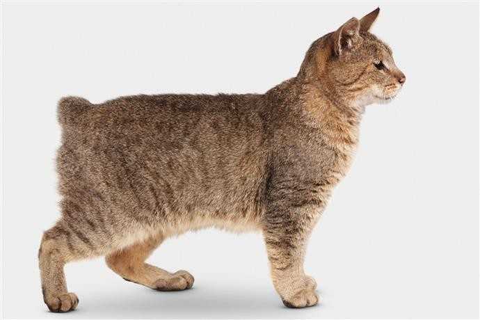 Пиксибоб – кошка, похожая на мини-рысь