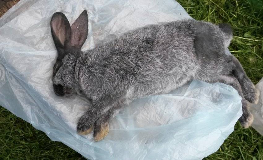 Почему кролики умирают без видимых причин?