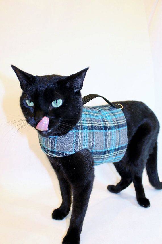 Одежда для кошек: выкройка и шитье своими руками