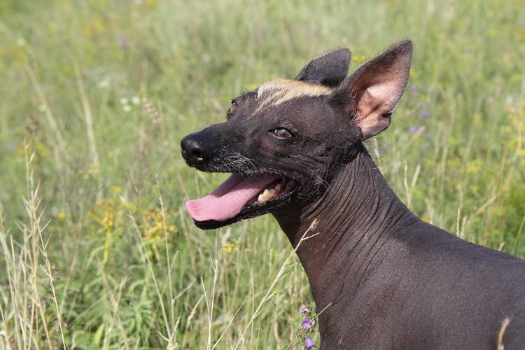 Стандарт мексиканской голой собаки с фото, описание лысой ксоло и в шерсти, характер и особенности ксолоитцкуинтли