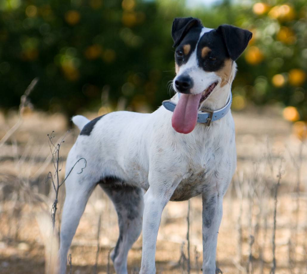 Алано (аланская собака, испанский бульдог): опасание породы с фото и видео