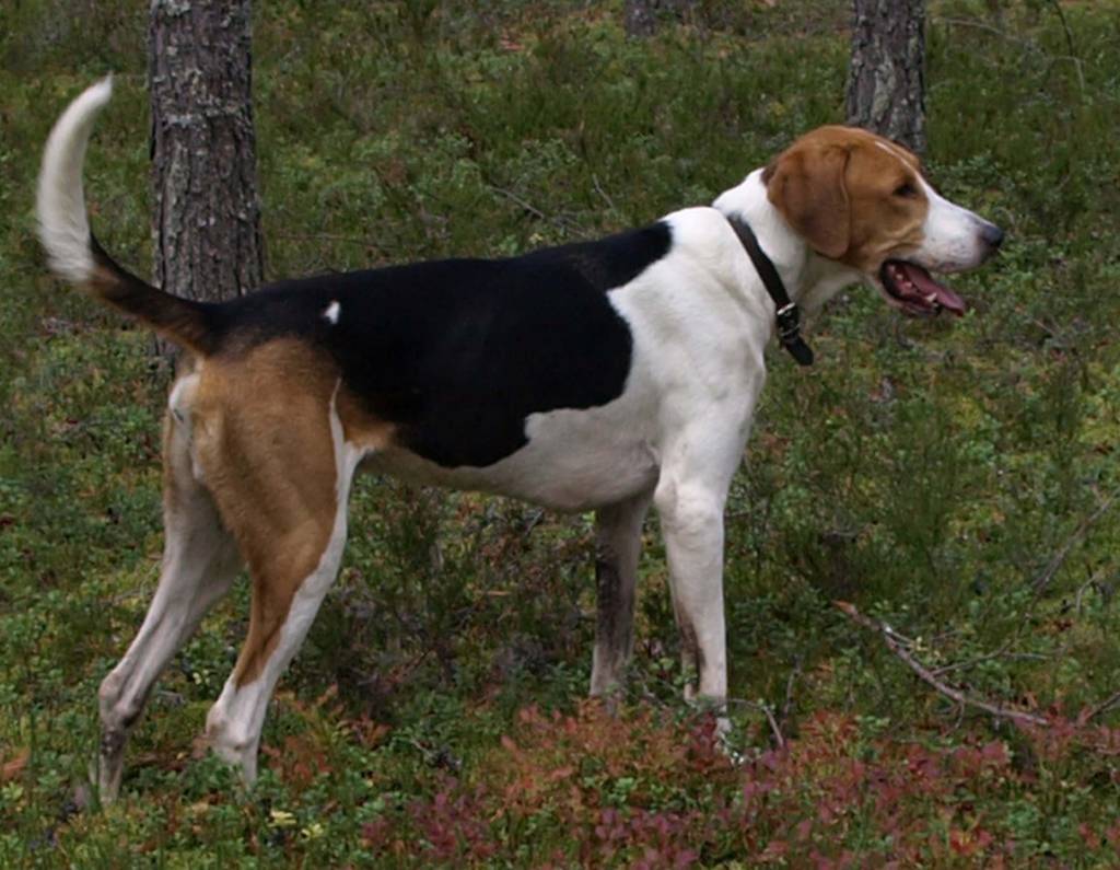 Норные породы собак — фото с названиями, описание охотничьих качеств
