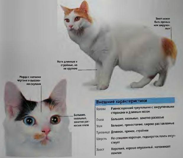 Кот бобтейл — описание породы и фото