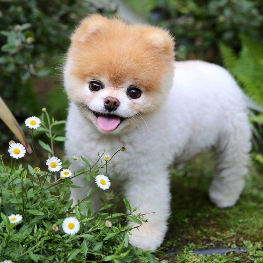 Маленькие породы собак, самая маленькая собака в мире