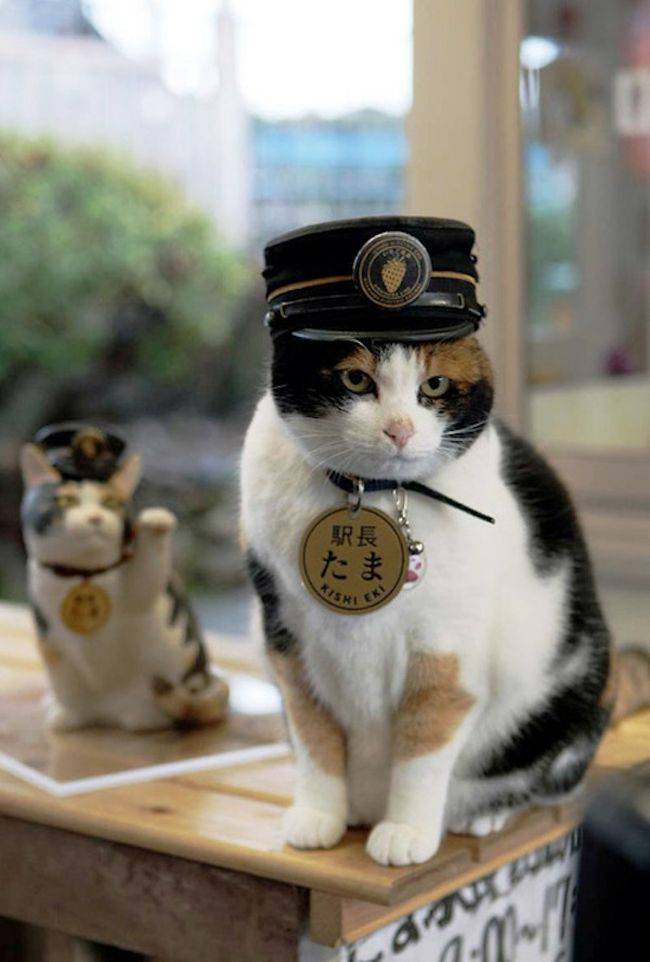 Умерла кошка-начальник вокзала в японии