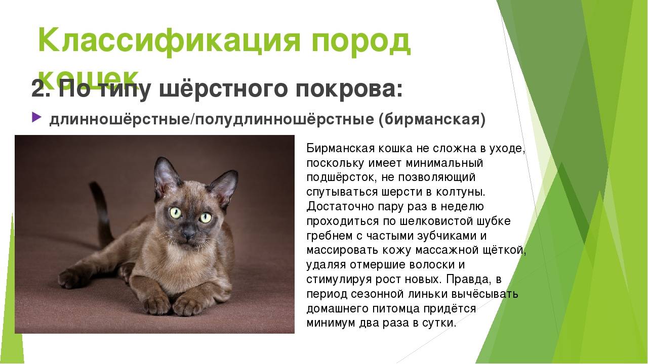 Кошки, не вызывающие аллергию | компетентно о здоровье на ilive