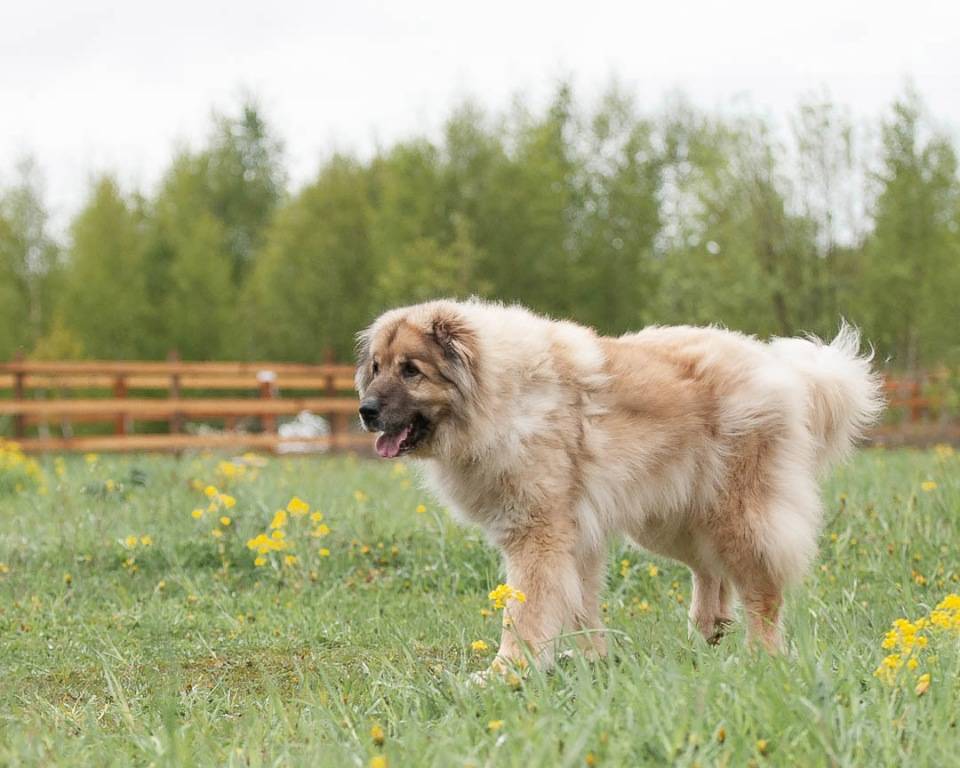 Кавказская овчарка: описание породы собаки, характеристика, фото