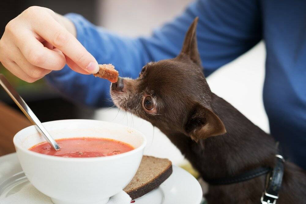 Потянуло на сладенькое: что делать, если собака съела шоколад