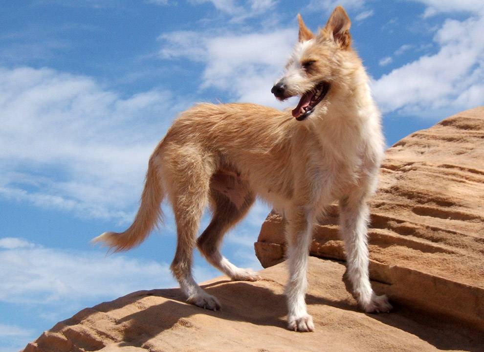 Португальская водяная собака: фото и характеристики, цена, уход