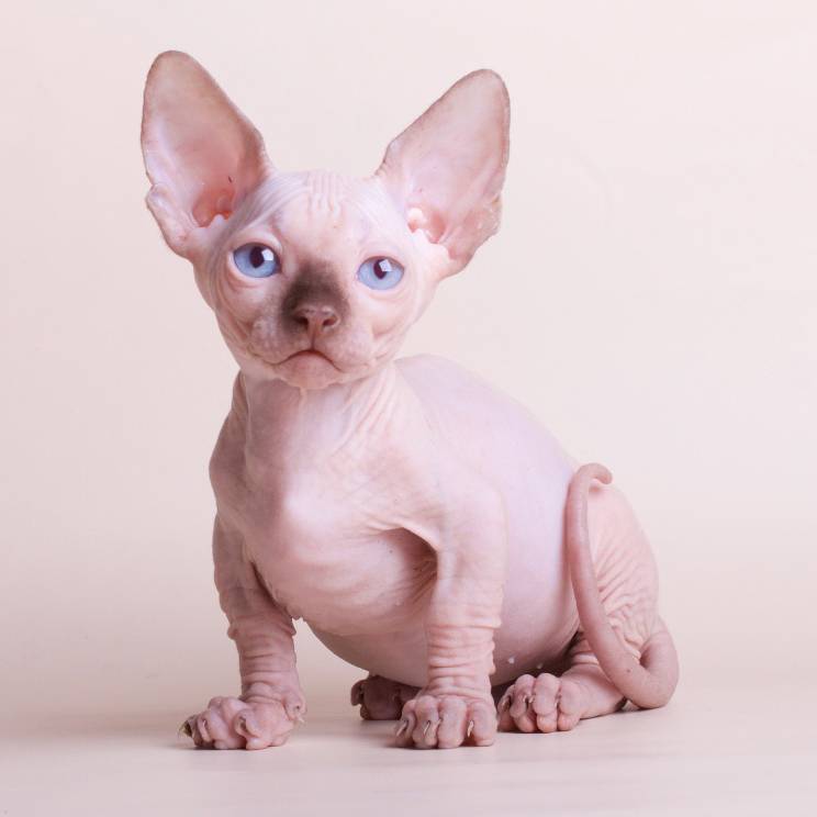 Бамбино (33 фото): описание характера кошек. чем кормить котов породы бамбино? особенности разведения
