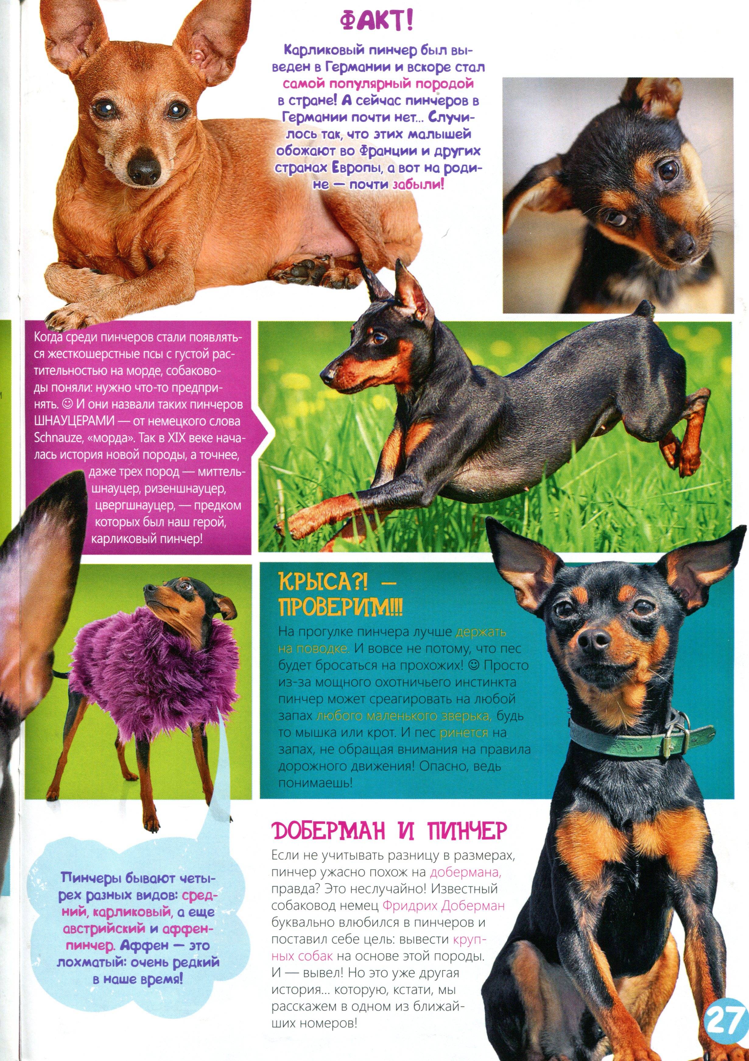 Описание собак породы цвергпинчер и отзывы владельцев карликовых пинчеров