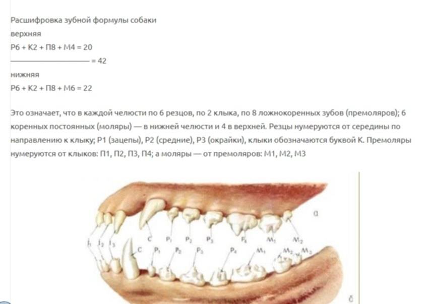 Анатомия зубов