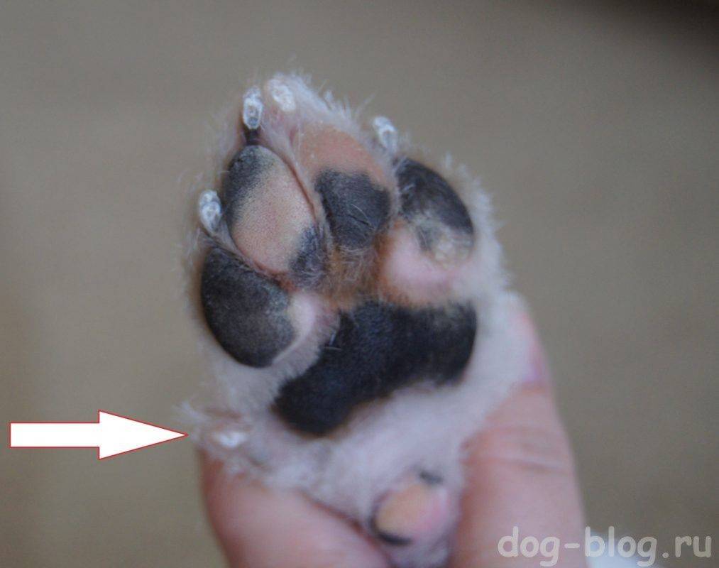 Удаление пятого пальца у щенка и взрослой собаки: 3 этапа