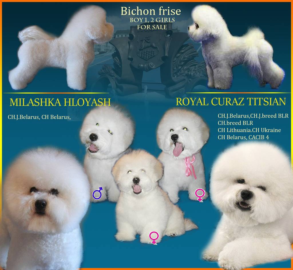 Бишон фризе: описание породы, характер и цена щенков.
