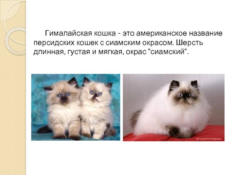 Гималайская кошка: описание, фото, цена, характер, уход и содержание породы