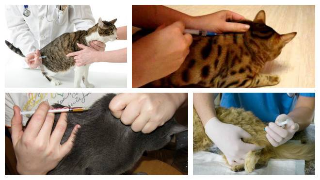 Как сделать укол кошке - 115 фото уколов в холку и видео инструкция как делаются внутривенные инъекции