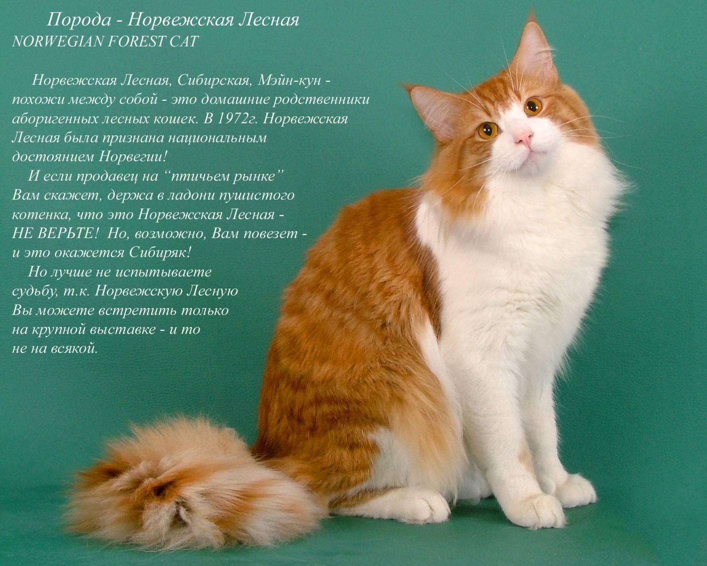 Самая ласковая порода кошек: примеры ручных и добрых представителей