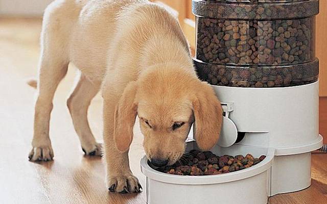 Суточный рацион собаки: нормы кормления