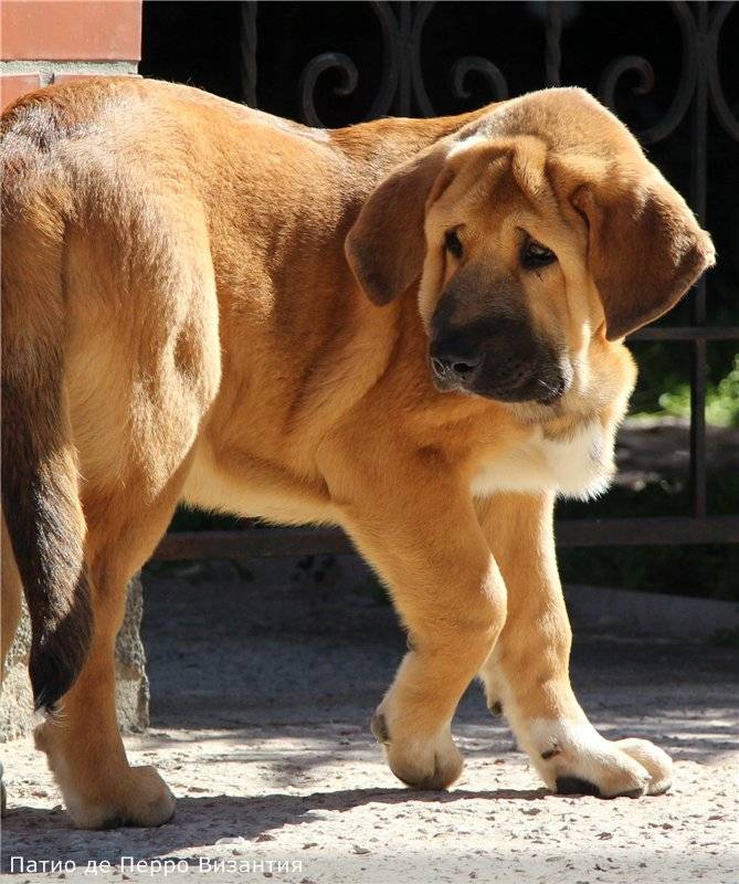 Описание породы «мастино неаполитано»: фото собак, принятый стандарт, особенности характера и отзывы владельцев