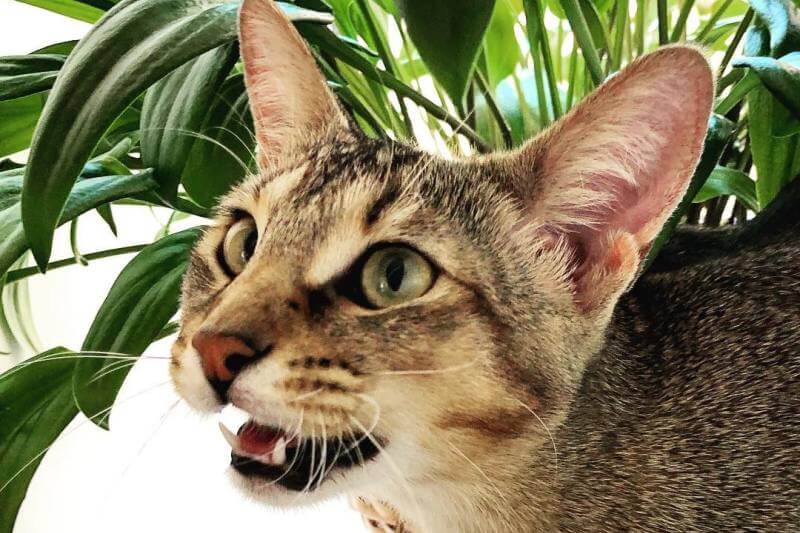 Порода кошек чаузи: фото, история, характер, здоровье, уход