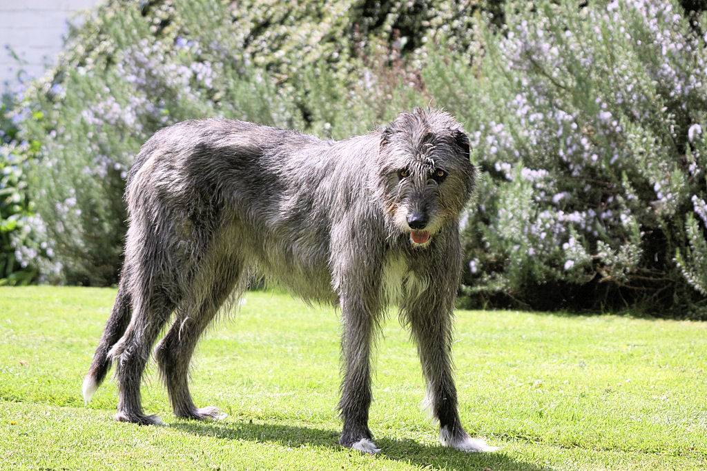 Ирландский волкодав: полный обзор породы собак с фото и видео