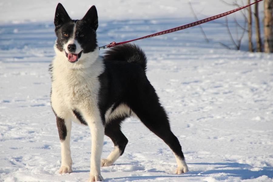 Карело-финская лайка собака. описание, особенности, уход и цена породы