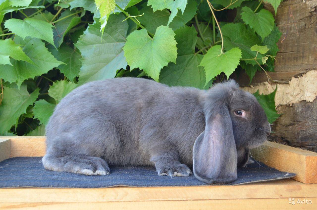 Порода кроликов баран: внешний вид, характер, особенности содержания и рекомендации по выбору