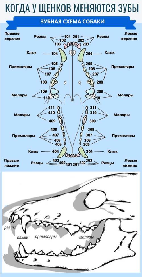 Анатомия зубов