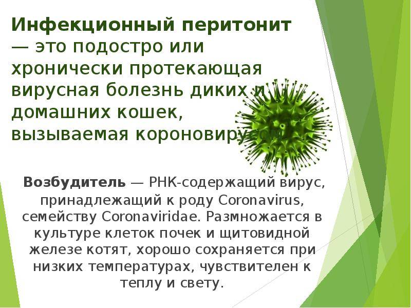 Кальцивирус у кошек