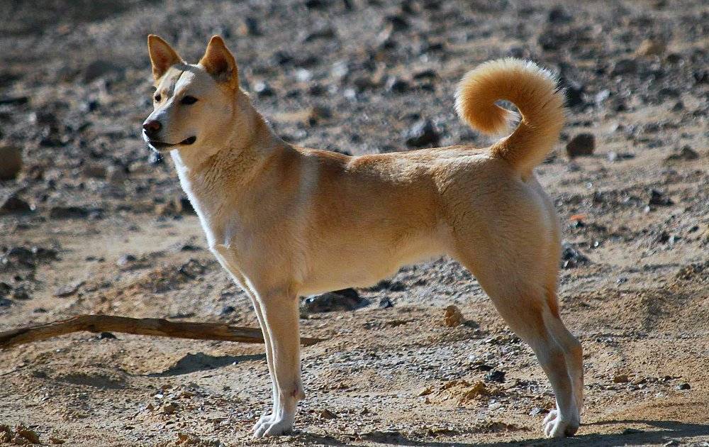Ханаанская собака — википедия. что такое ханаанская собака
