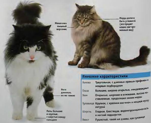 Норвежская лесная кошка - описание породы, характер