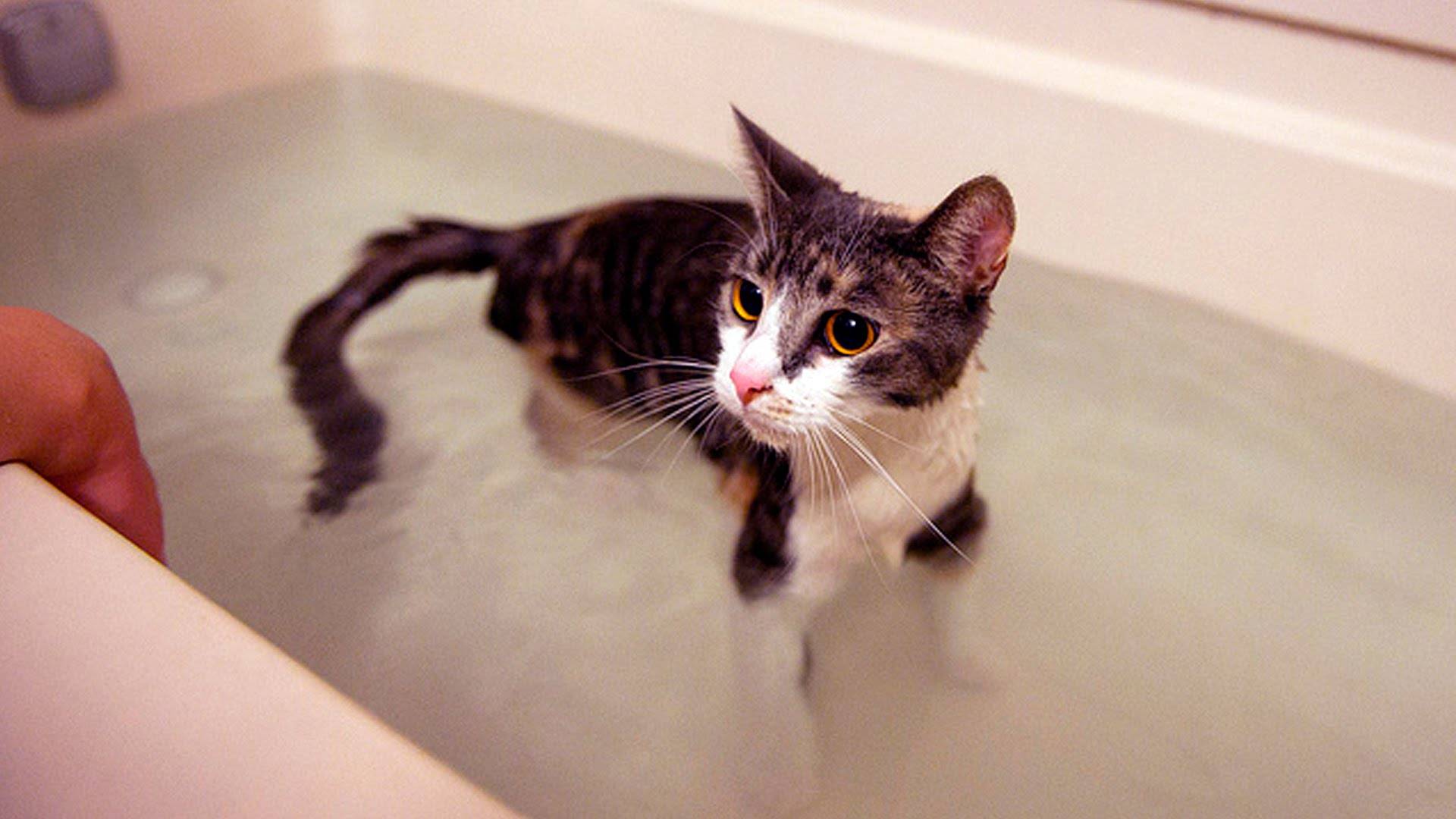 Почему кошки боятся воды?